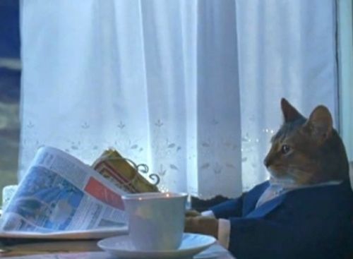 The 'I should buy a boat' cat meme, with no caption.  Source: imgflip