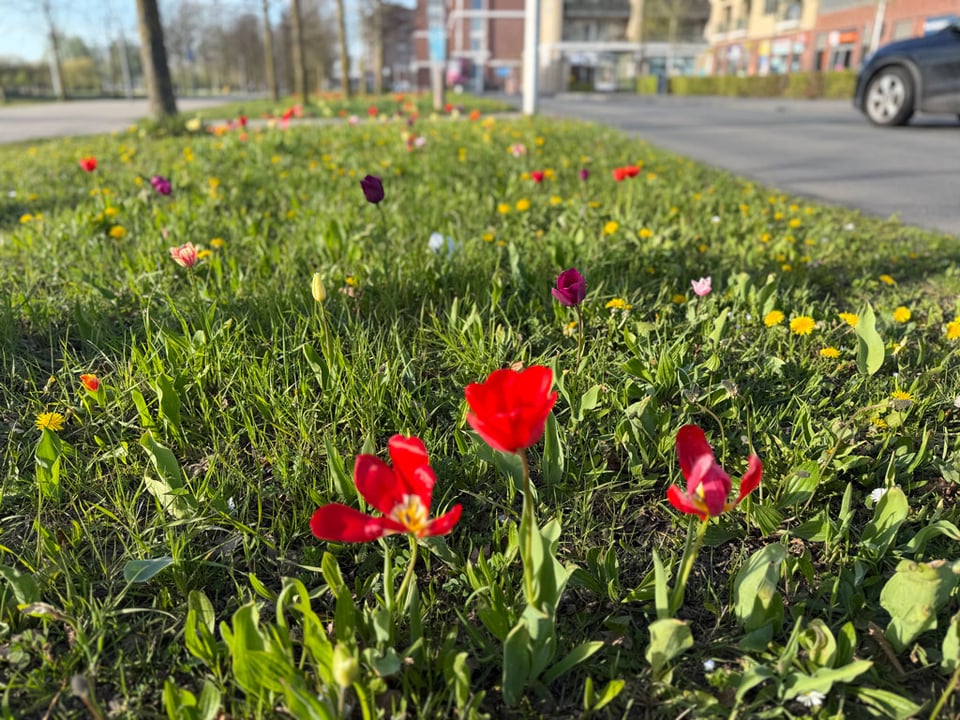 Red, orange, yellow, purple tulips dot a strip of green grass in a public park.