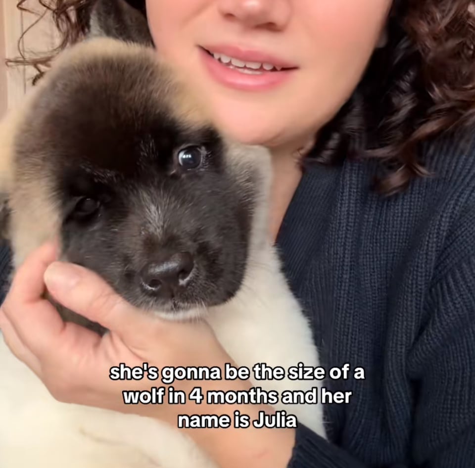 A woman hugs a huge fluffy baby akita, and the caption reads "she's gonna be the size of a wolf in 4 months and her name is Julia." It's a screenshot from a tiktok about how the person likes when people give their dogs human names.