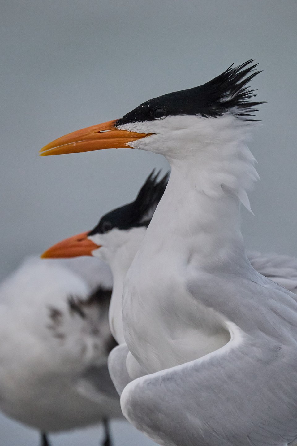 Close-up portraits of two terns with shaggy black crests and orange bills