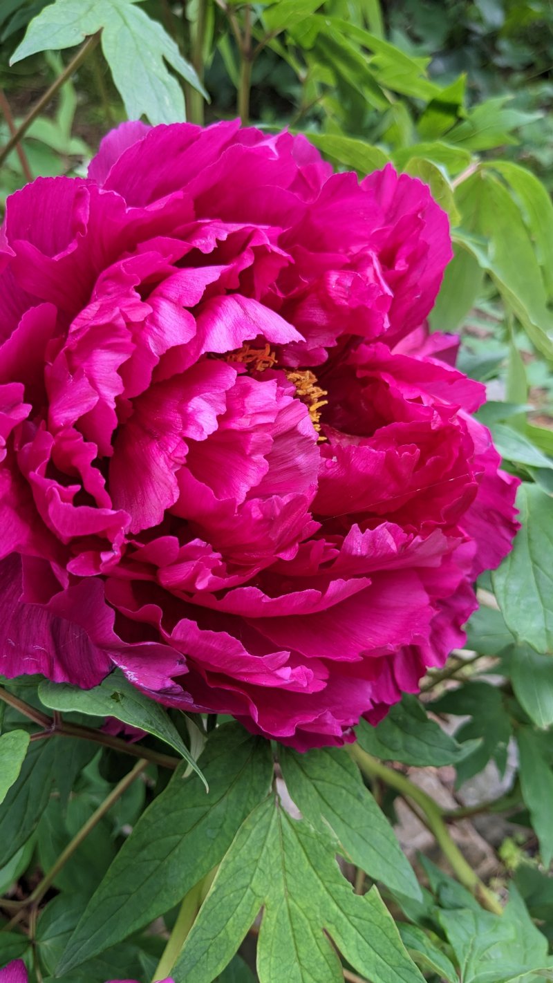 vivid magenta, densely-petaled tree peony blossom the size of a dinner plate