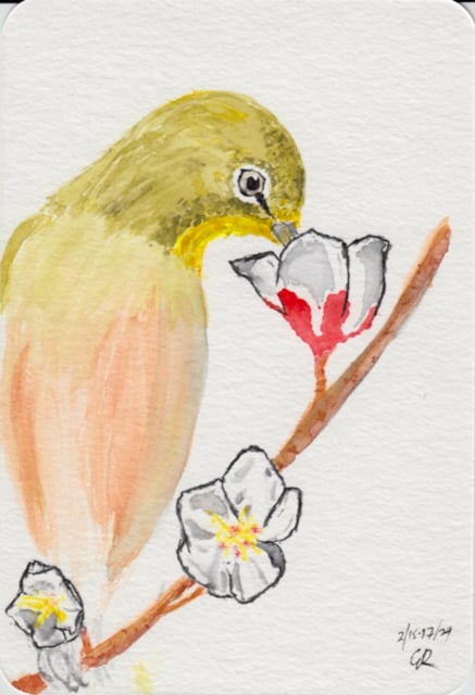 watercolor sketch of a Japanese White Eye bird on a branch, dipping its beak in an Ume blossom