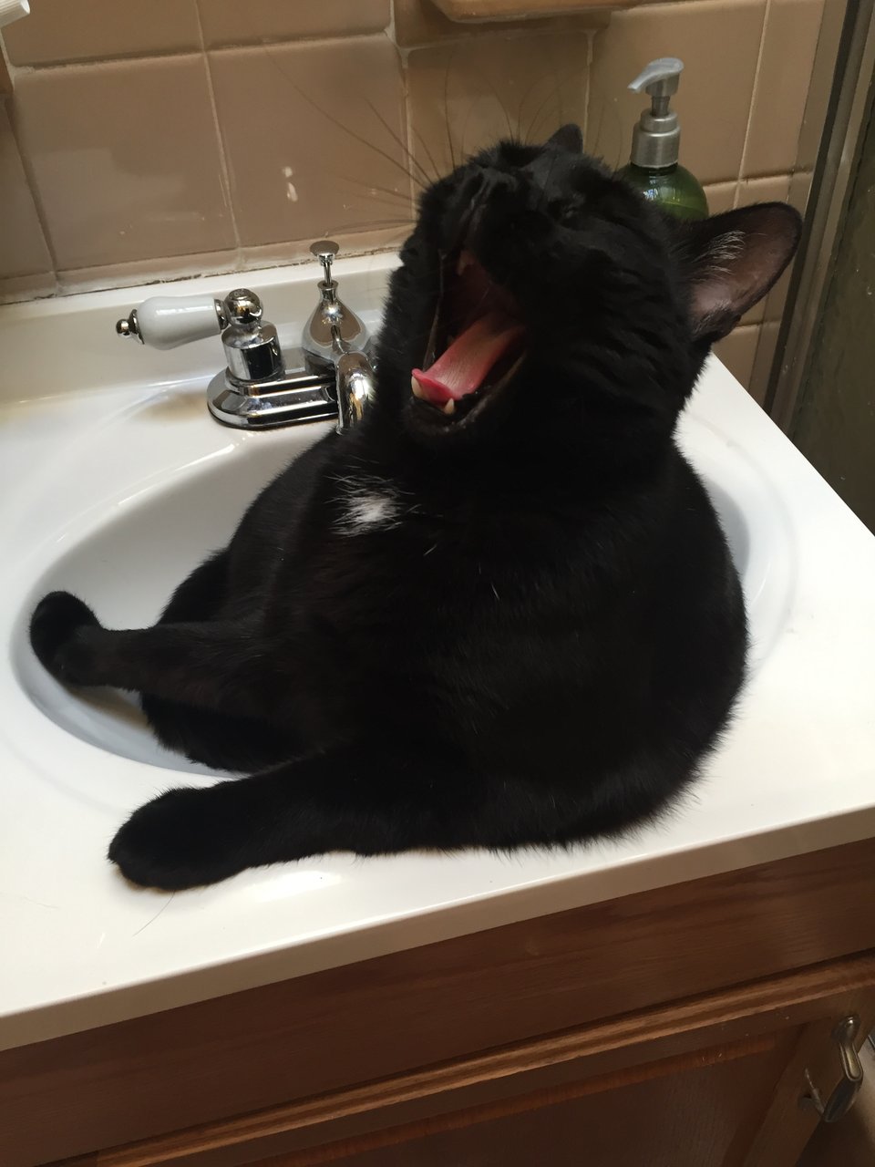 adorable black cat yawning in a sink 