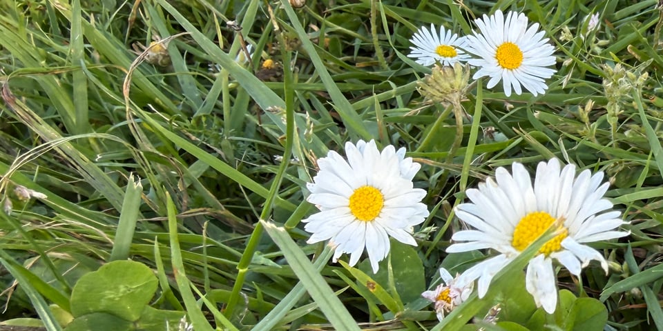 small white flowers in the grass