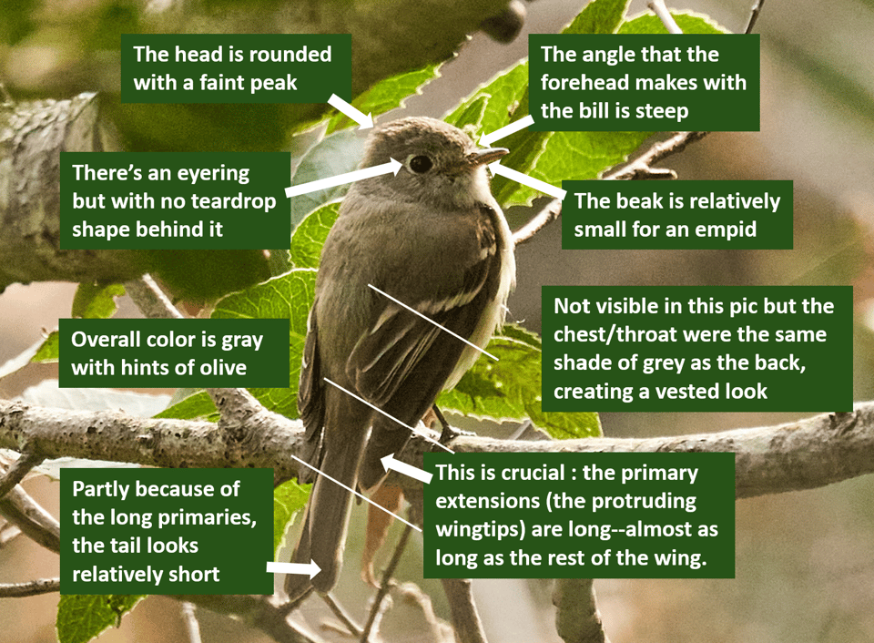 The Ed's Up - Immersion in the True Reality 