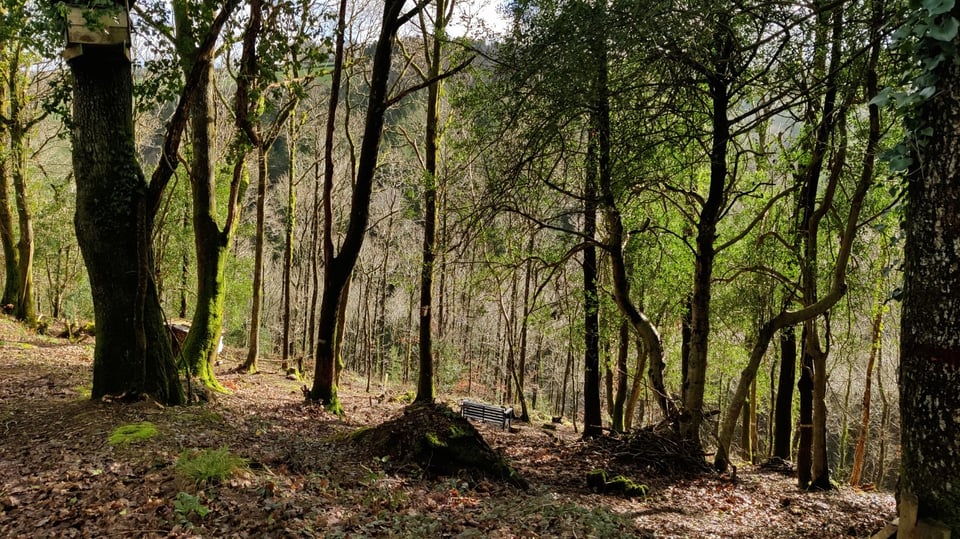 Sunlight shines through a hillside woodland of tall, thin trees, green colour from holly and ivy.