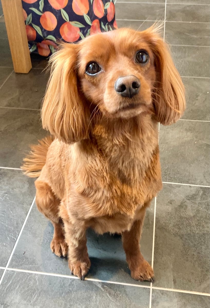A cute dog looking at you.
