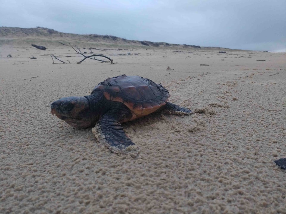 Une jeune tortue caouanne perdue et épuisée sur une plage landaise le 24 février 2024, comme une dizaine de ses copines qui ont été recueillies et adressées au centre de soin.