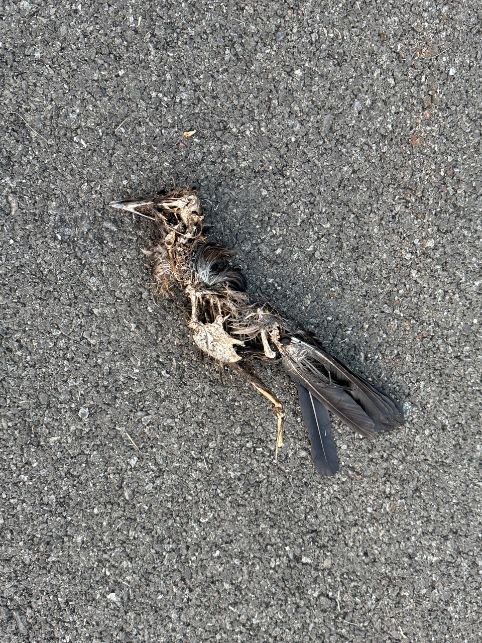 a dead bird on asphalt