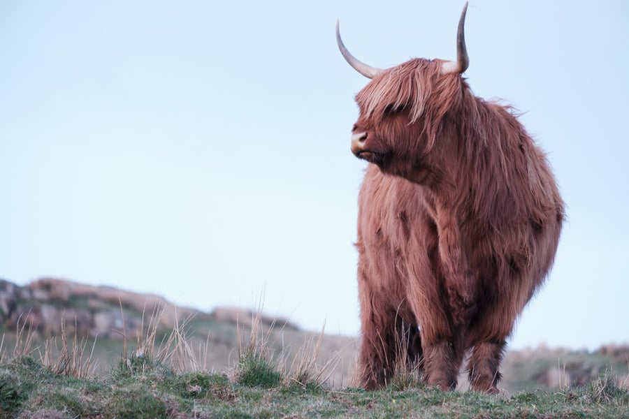 14 - Highland cow posing.jpg