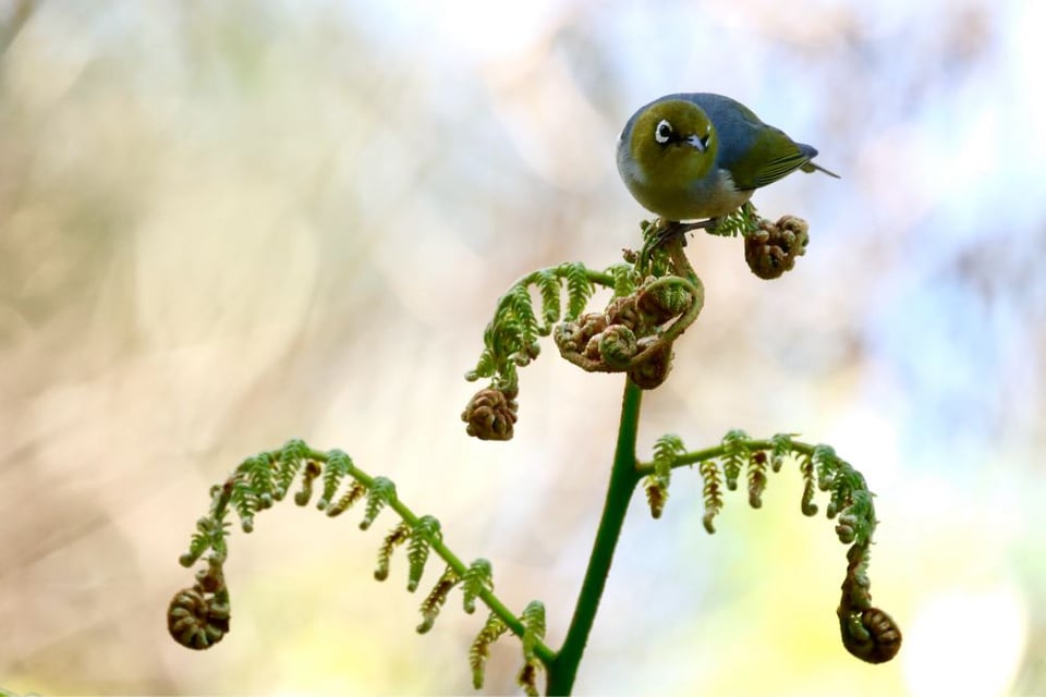 An olive and grey bird perched on some ferns