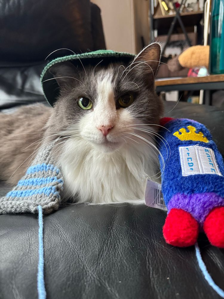 A gray and white longhair cat sits with an oversized kippah, cat-sized fake talit, and a stuffie torah