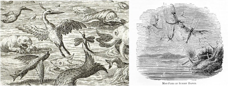 Left: Mayfly by Jan Sadeler after Maerten de Vos, detail from “The Fifth Day: The Creation of the Birds and Fishes,” 1587. Right: "May-Flies in Sunset Dance" by Philip Henry Gosse in a Victorian edition of Gilbert White's “Natural History of Selborne.”