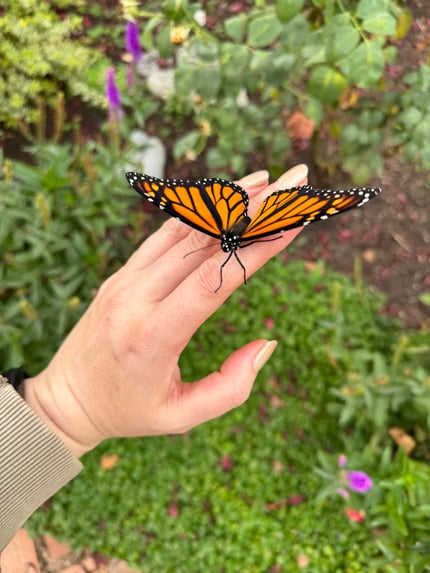 An elegant hand holds a beautiful monarch butterly.