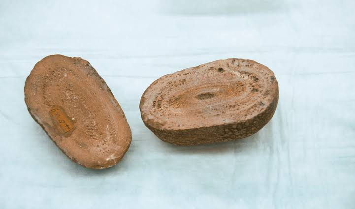 Cross-section of a kidney stone from a horse, calcified remains