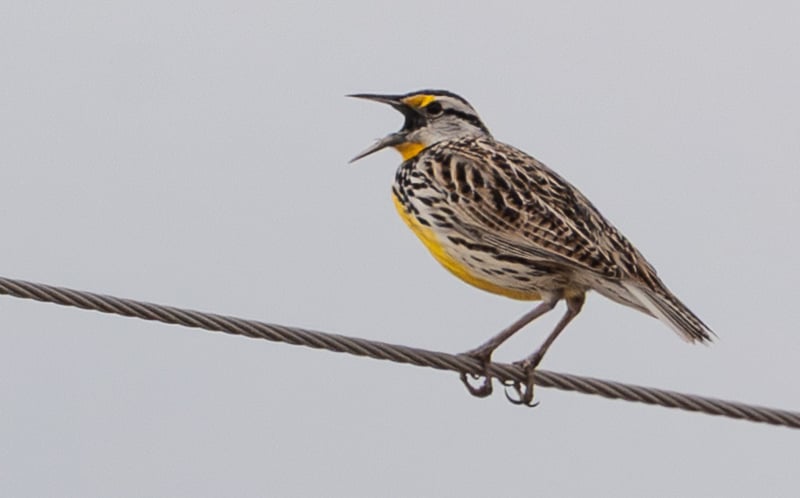 “Wash-yer-FEET-ya-fool!” That, according to your newsletter editor’s beloved, long-gone forebears from the wilder farmlands of Goodhue and Wabasha counties, was what the Eastern Meadowlark sang from its perch on the high wire. Maybe so, maybe not. But there’s little merrier than this prairie bird’s sweet song. / Photo by Earl Bye