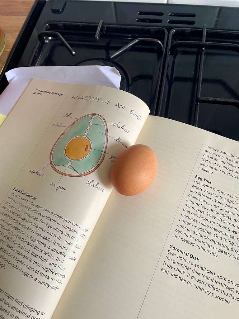 An egg on an image of the anatomy of an egg