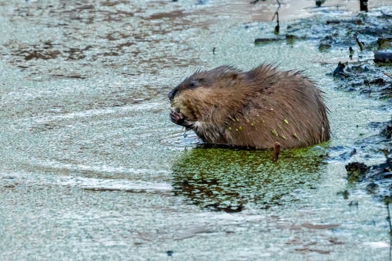 A muskrat chowed down in anticipation of winter’s deprivations. / Photo by Earl Bye