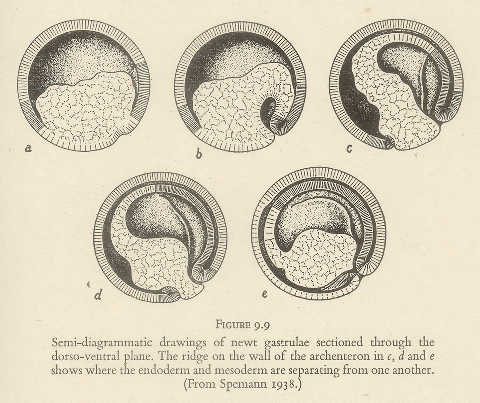 Drawn diagrams of a gastrulating newt.
