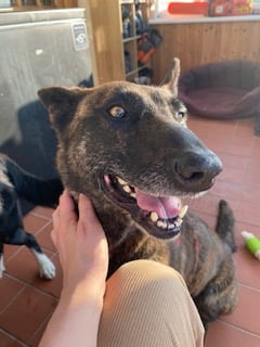 a dog smiling with my hand on her neck
