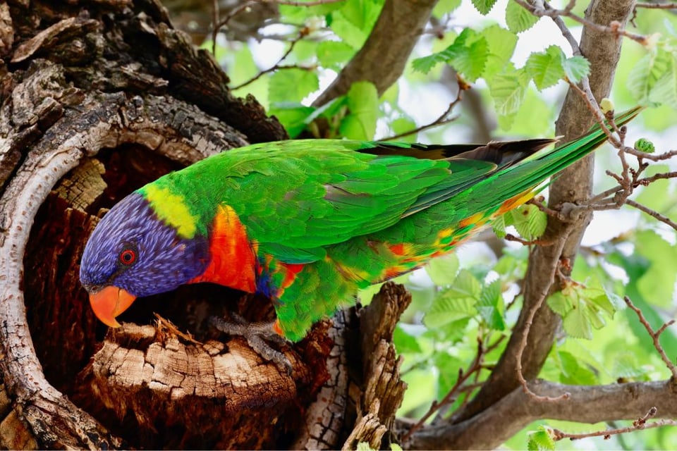 A brightly colored parrot in front of a tree