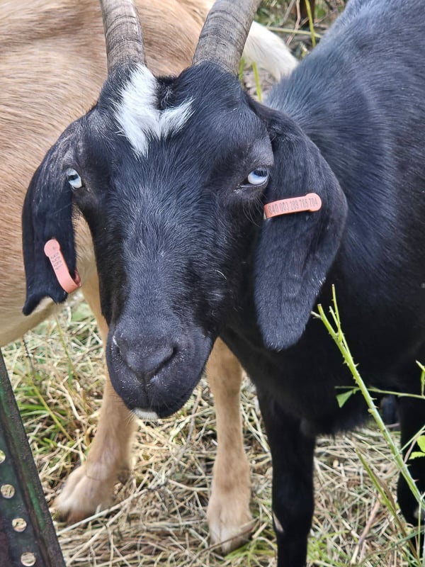 White Lightning may have passed from life into legend, but this guy (gal? neither/both?), part of this year’s buckthorn-eating crew, possibly could win our hearts. Look at those blue eyes! Look at where those eyes are on his/her/its face! No worries — that’s where a goat’s eyes are supposed to be. What shall we name this one, readers? Black ’n’ Blue? / Photo by Amy Poss