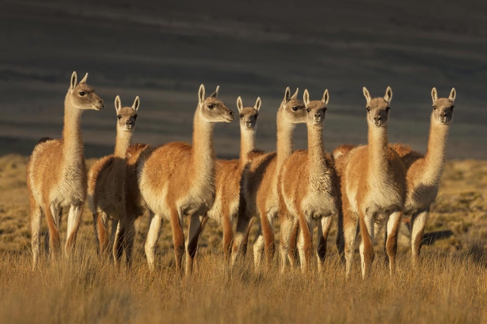 A group of guanacos, a camelid from South America looking similar to llamas.