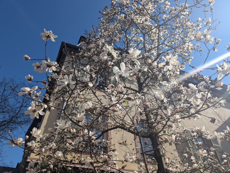 I wanna say that's a magnolia tree?