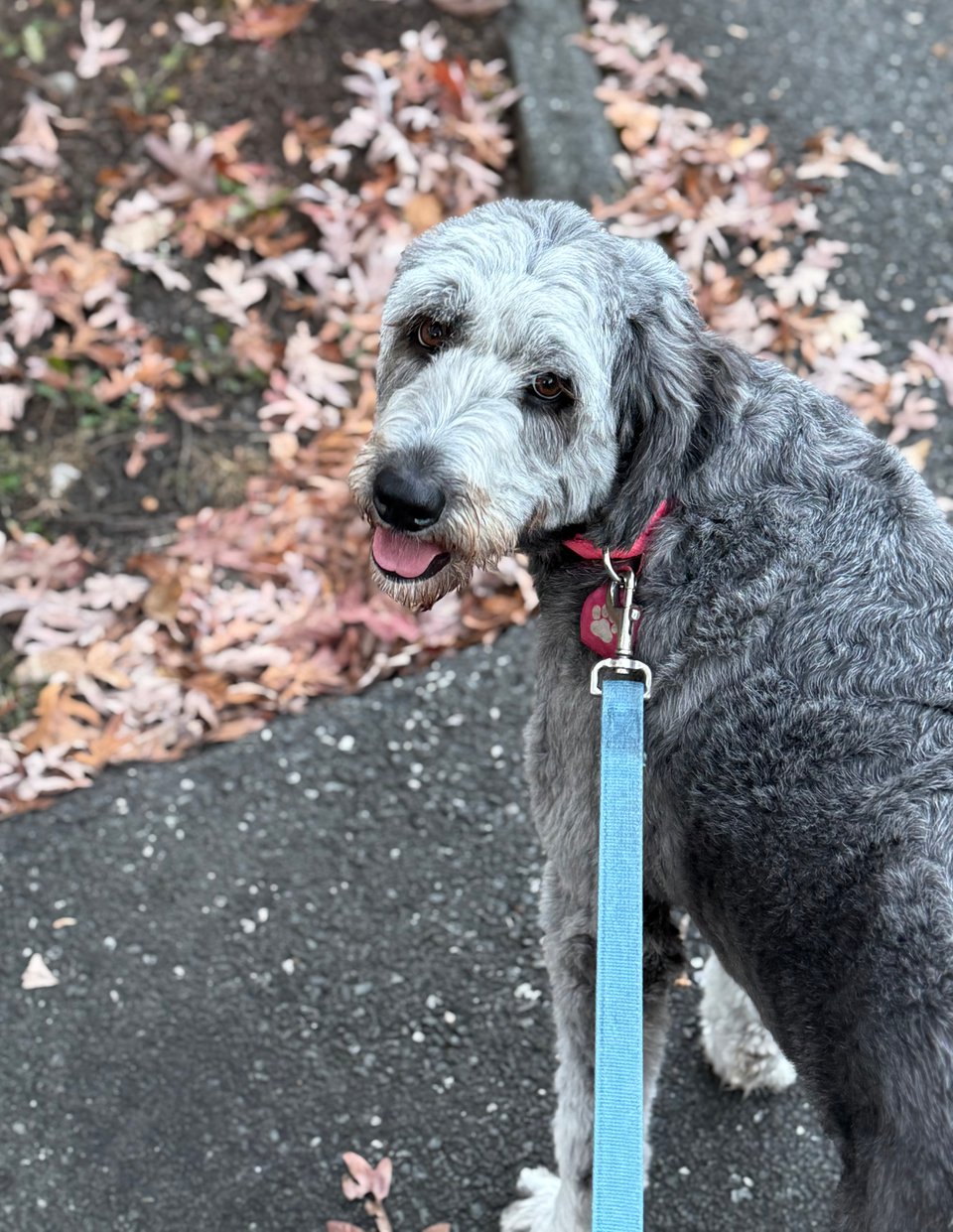 photo of gray aussiedoodle with pink collar and blue leash, on a walk, with pavement and leaves in the background; she is standing and looking back at the camera like she's ready to get back to walking.