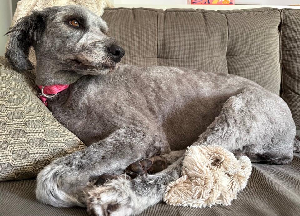photo of gray Aussiedoodle lying on a gray sofa with a pillow, looking away from the camera and toward a window