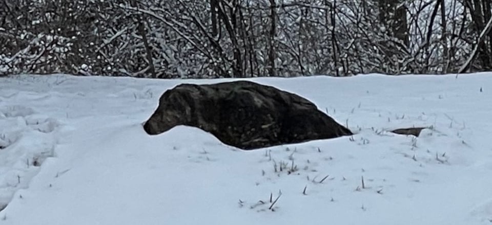 Snow has fallen around a boulder and created a silhouette that looks like a large black hound dog. Going to the bathroom. It took me forever to figure out the supposed dog wasn't, in fact, pooping.