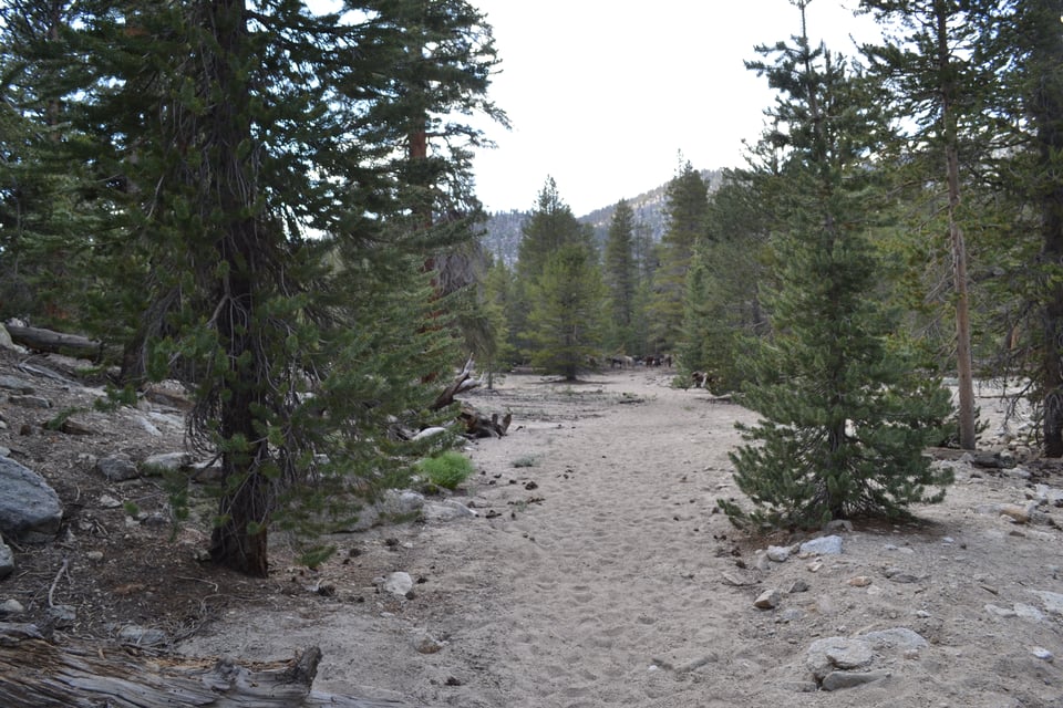 A sandy trail leading between pine trees.