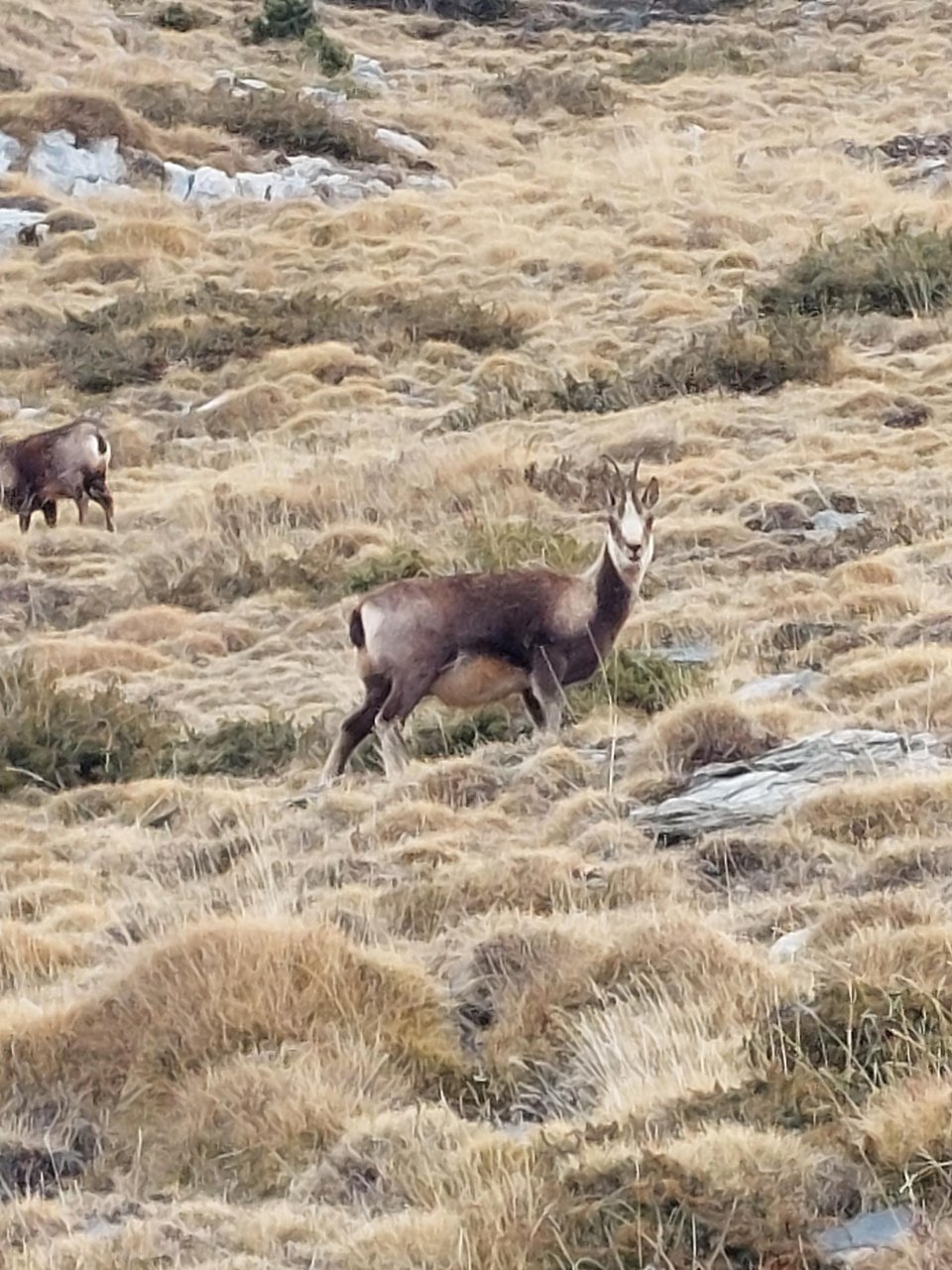 An isard (chamois) in the Vall de Núria