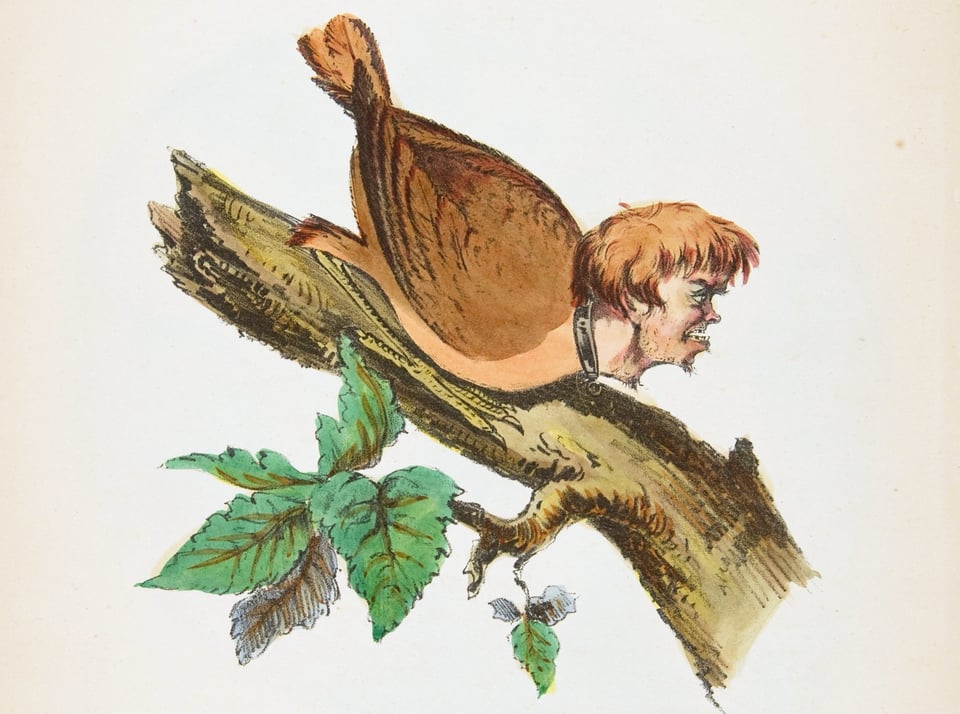 It's a really weird illustration from the 1800s of a bird on a branch but the bird has a human face. It's very unnerving.