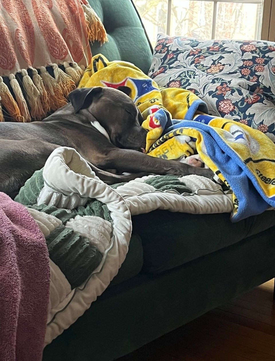 A dark haired staffy is stretched out and fast asleep on fleece blankets nested on a green couch. Her tongue is slightly sticking out.