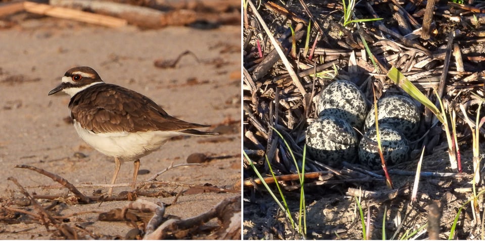 An adult Killdeer at Sand Point and a Killdeer nest with eggs in a prairie area. / Photos by Steve Dietz