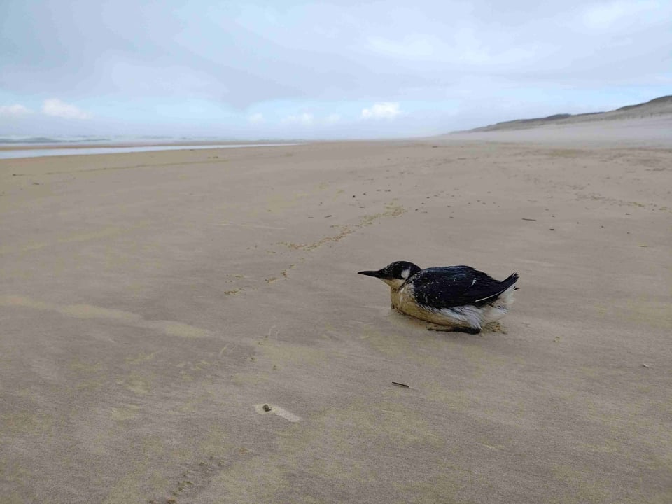 Ce guillemot épuisé attend la mort. Elle ne viendra pas : il a été récupéré et soigné avec succès au centre de soin Hegalaldia à Ustarritz.