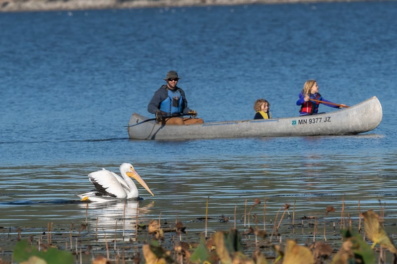 An American White Pelican saluted canoeists off Sand Point in a previous October. The graceful birds are on the move now, heading south. Unlike other migrating birds, which announce themselves with trumpets and squawks, pelicans are largely silent. You happen to look upward on one of these lovely blue days and spot scores of them silently making bright circles in the sky as they wend their way south. / Photo by Earl Bye