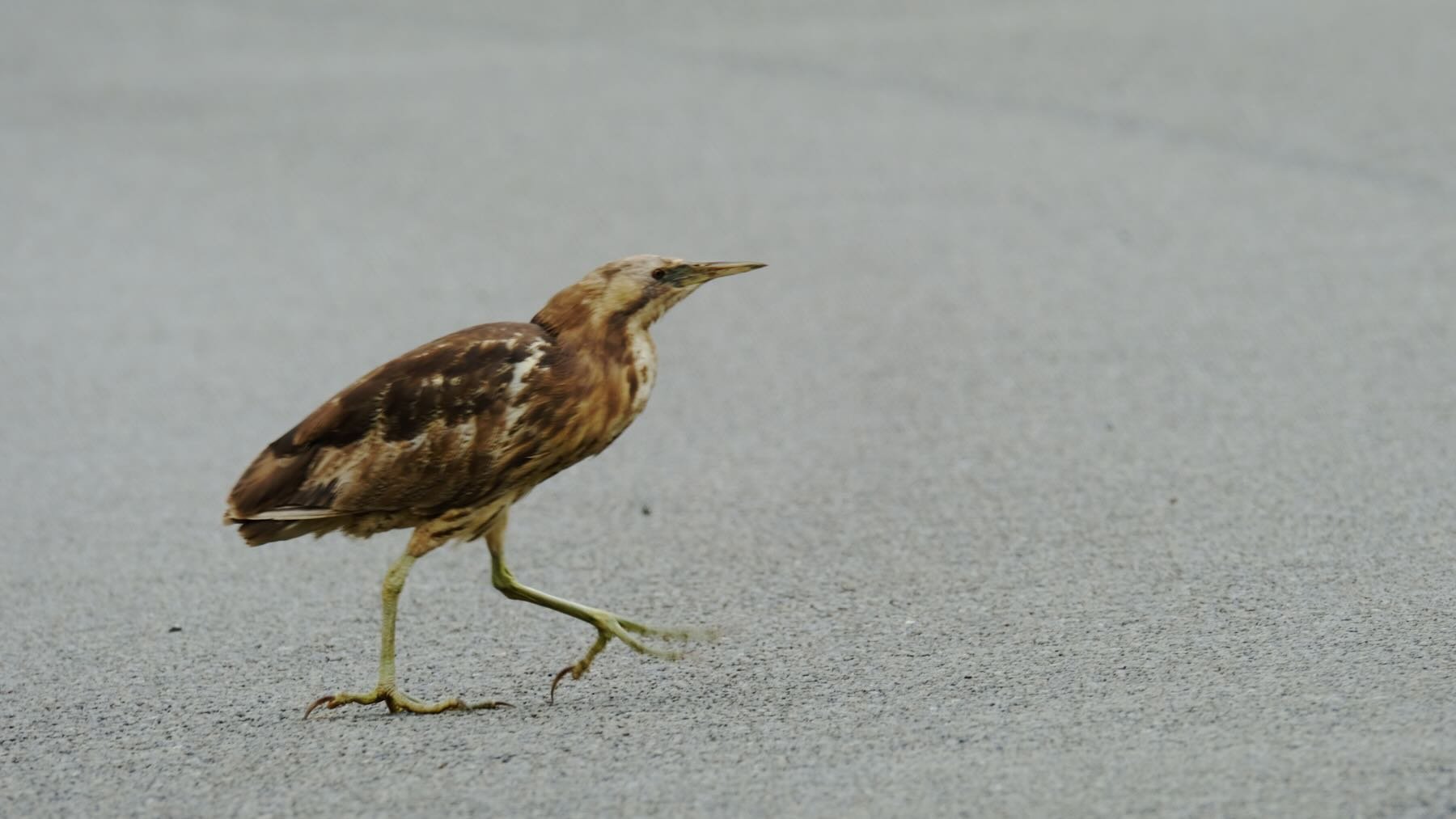 Bittern crosses the road. 