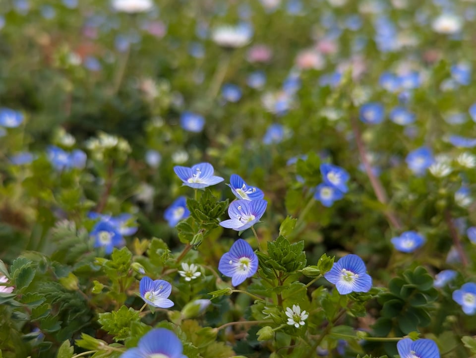 Small blue flowers in a field of clover