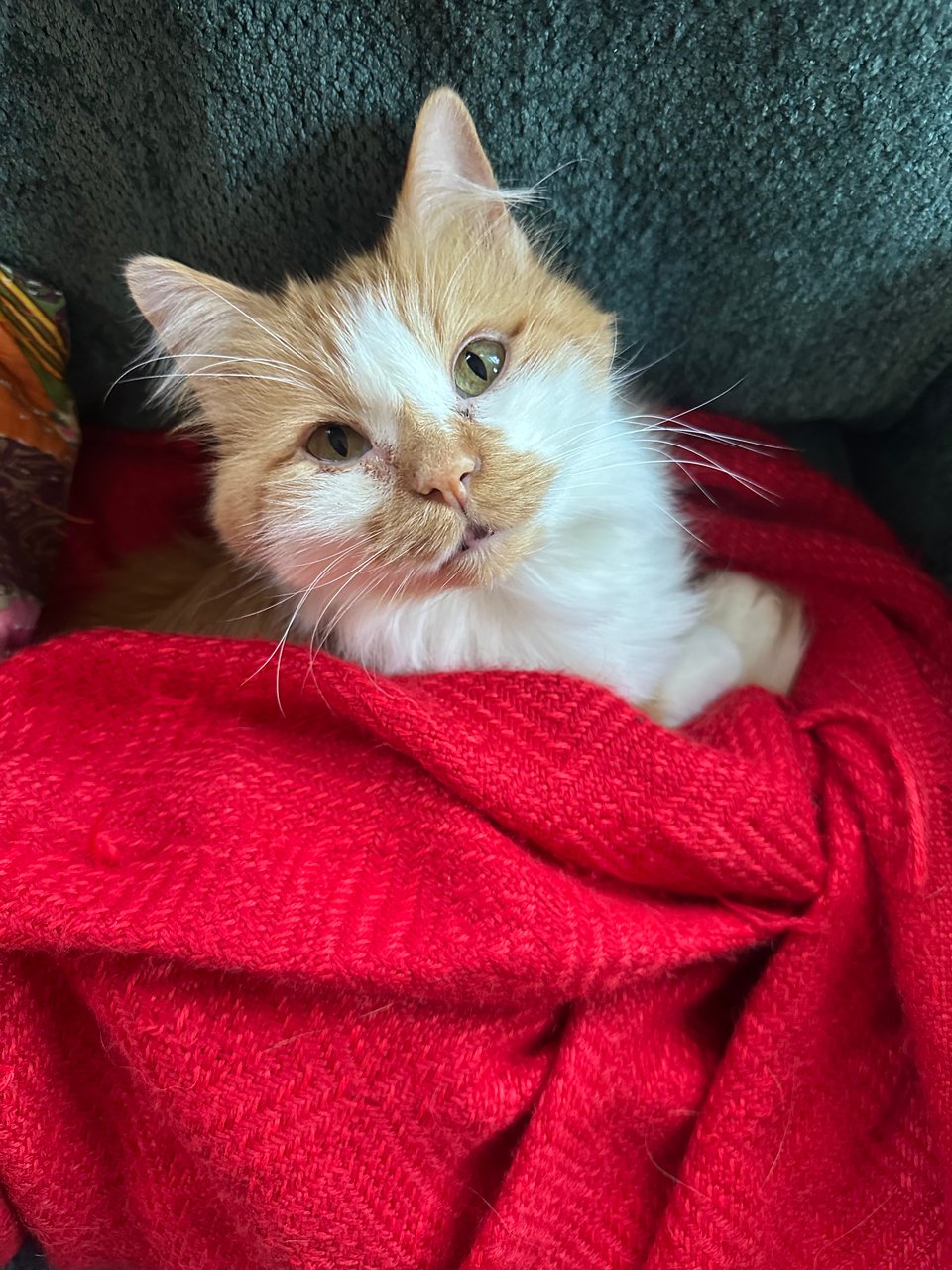 a small orange and white cat nestled in a warm red blanket