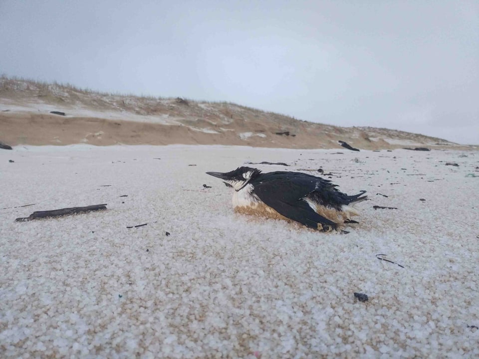 Guillemot échoué sur une plage de Lespecier le 24 février 2023 après un épisode de grêle. Séché et réchauffé, cet oiseau à bout de souffle a été soigné au centre de soin de la LPO à Audenge.