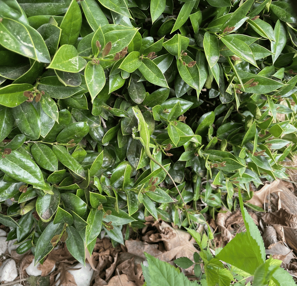 a green anole! a green anole!!