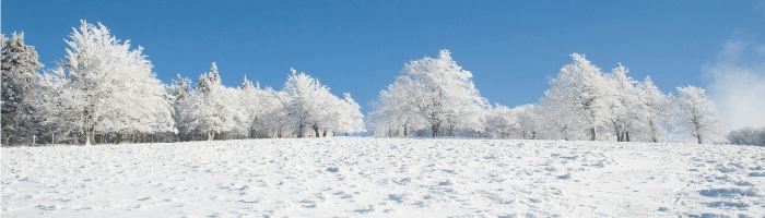 A snowy landscape with trees that are covered in snow
