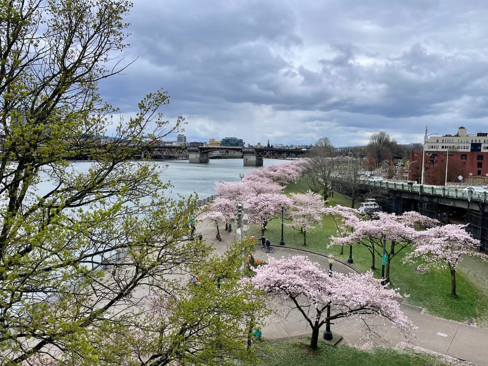 another view down to the cherry blossoms from the Steel Bridge with a tall, blooming green tree in the foreground