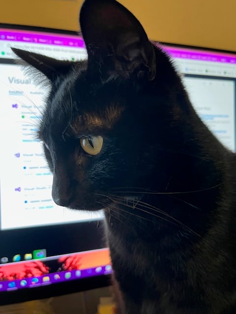 A black cat is centered on the frame; behind is a computer monitor.