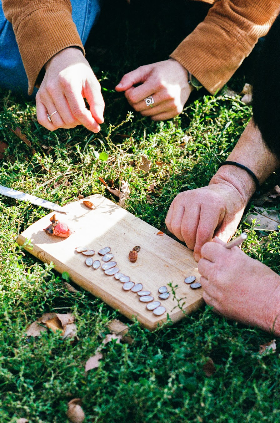 opening up persimmon seeds
