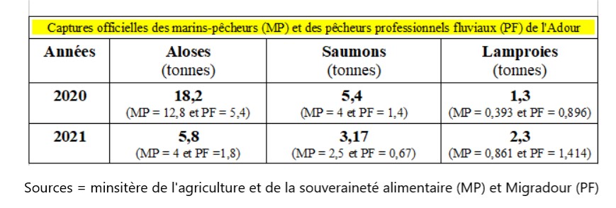 Captures commerciales déclarées en tonnes ou kilos d'aloses (grandes et feintes confondues), saumon et lamproies marins du bassin de l'Adour en 2020 et 2021.