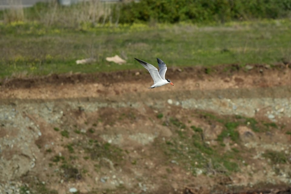 Caspian tern flying in front of a soil profile with abrupt horizons