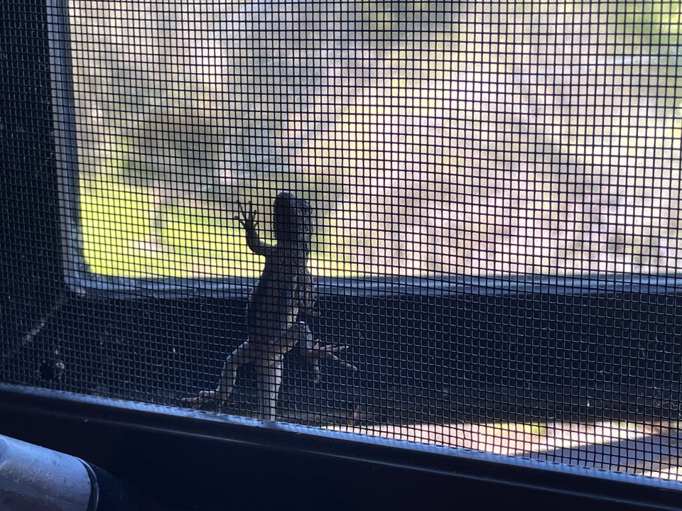 A close-up photo of a Western fence lizard clinging to a window screen, viewed from the inside, with greenery outside.